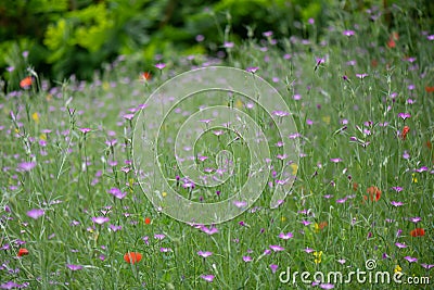 Common corn-cockle Agrostemma githago, flowering in natural habitat Stock Photo